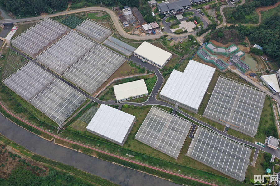 碧桂园精准扶贫基地,碧桂园乡村振兴大赛