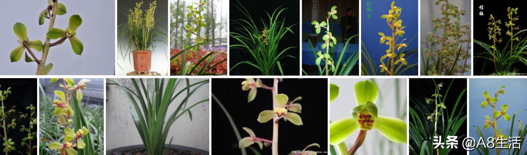 中国兰花名品录,春兰兰花名品大全
