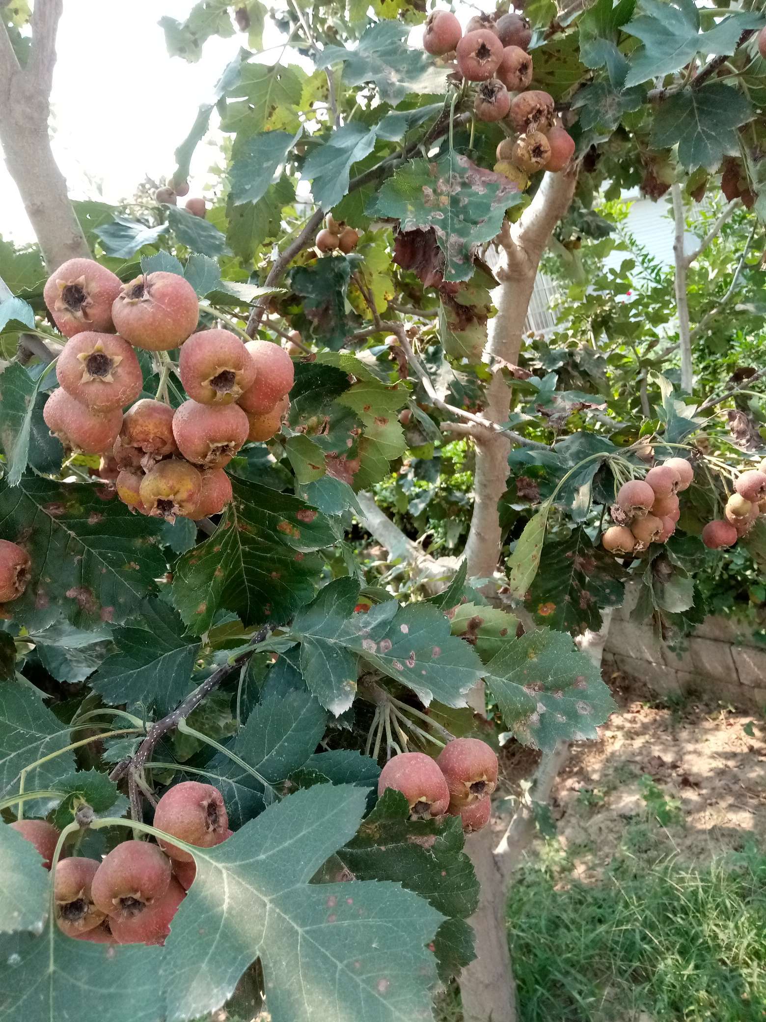 山楂树有什么病虫害如何防治,山楂树已经有锈病怎么治