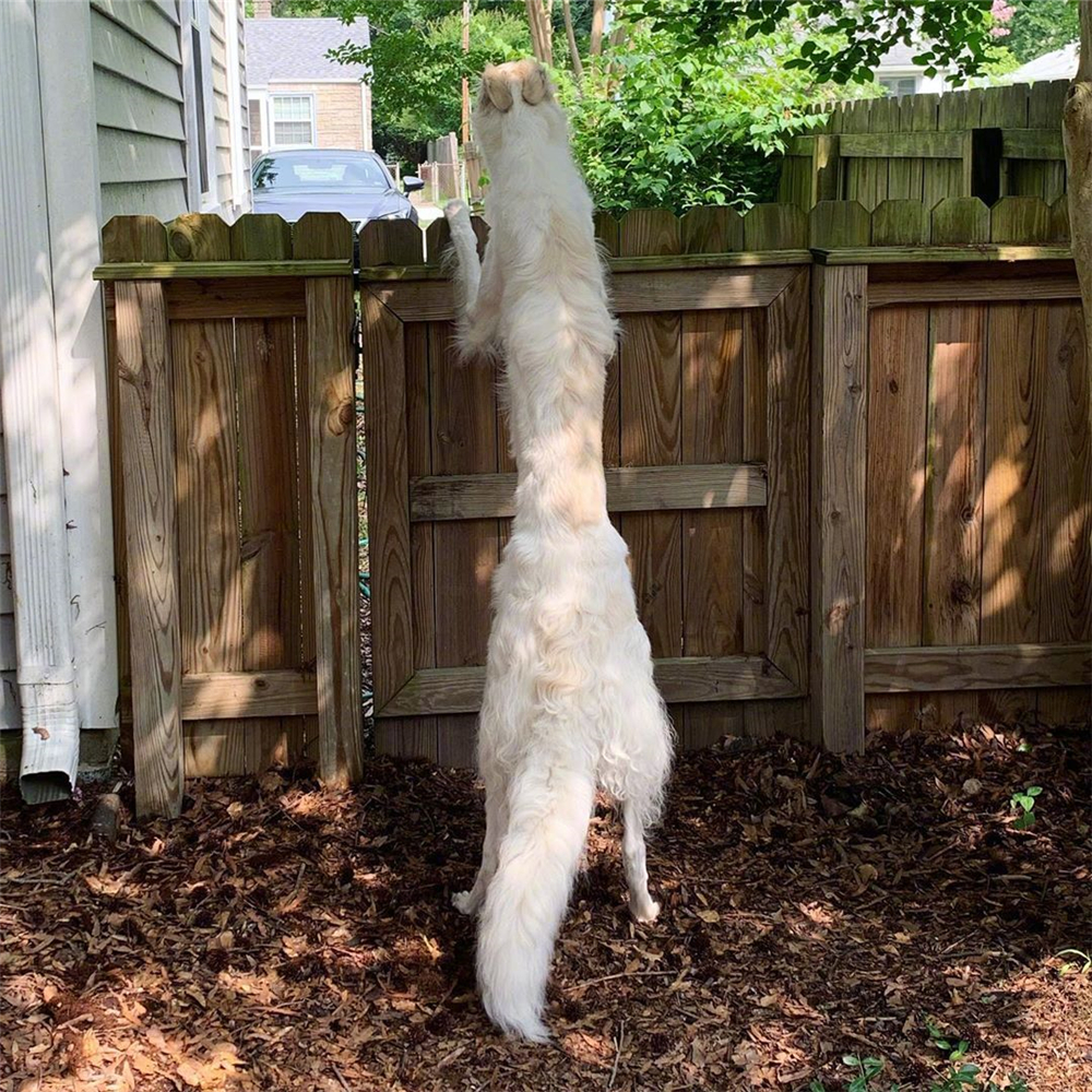 泰迪调戏大型犬被当场咬死,巨型泰迪挑衅大型犬被咬死