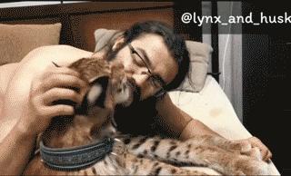 想养猫又怕被猫抓,俄罗斯养猞猁