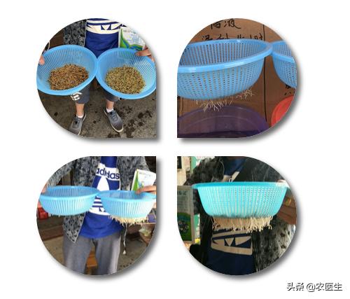 水稻苗床最怕的一种病害立枯病,水稻育秧病害防治