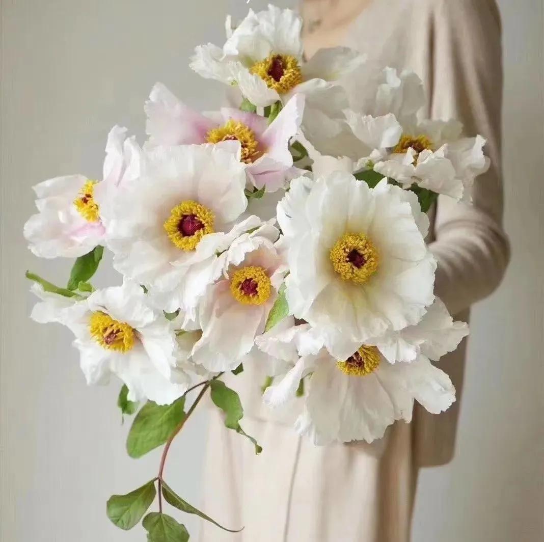 牡丹鲜切花：解语应倾国，无情亦动人