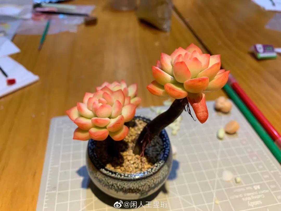 最强大脑王昱珩清华毕业后不上班,王昱珩上学经历