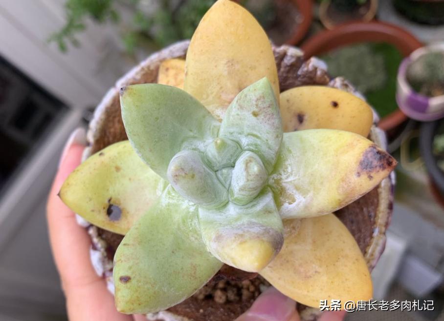 多肉叶片坏了就会死吗？不一定，但表明多肉已经有问题需即刻处理