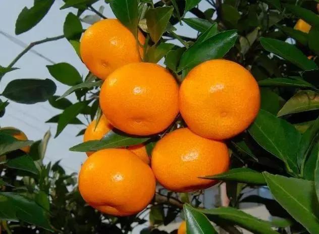 江西十大名水果,江西的十大水果