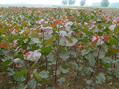 璋堣姳璇磋崏,璋堣姳璁鸿崏