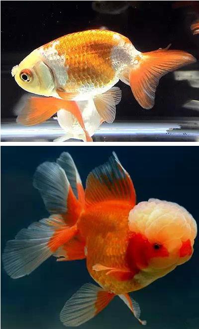 这些五彩斑斓的金鱼养眼又养心,最美的观赏金鱼值得一看