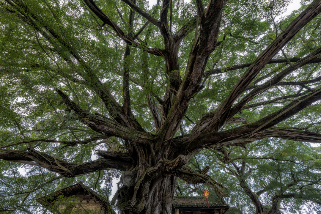 藏在福建漳州南靖的世外桃源,南靖世外桃源