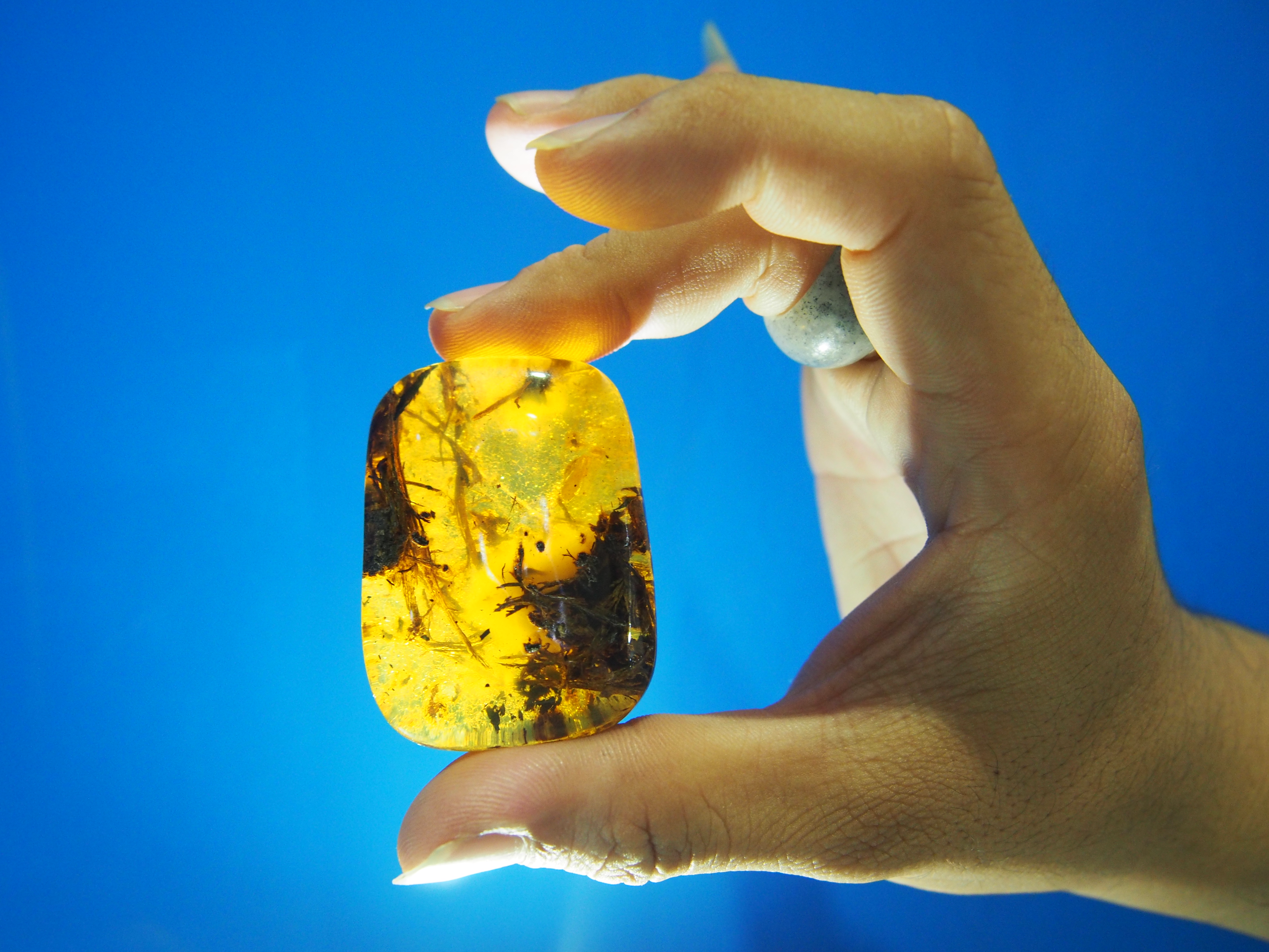 琥珀和蜜蜡的真假,琥珀与蜜蜡分辨图片