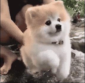 刨土刨水刨坑刨沙发，对于一只寂寞的狗子而言，万物皆可刨