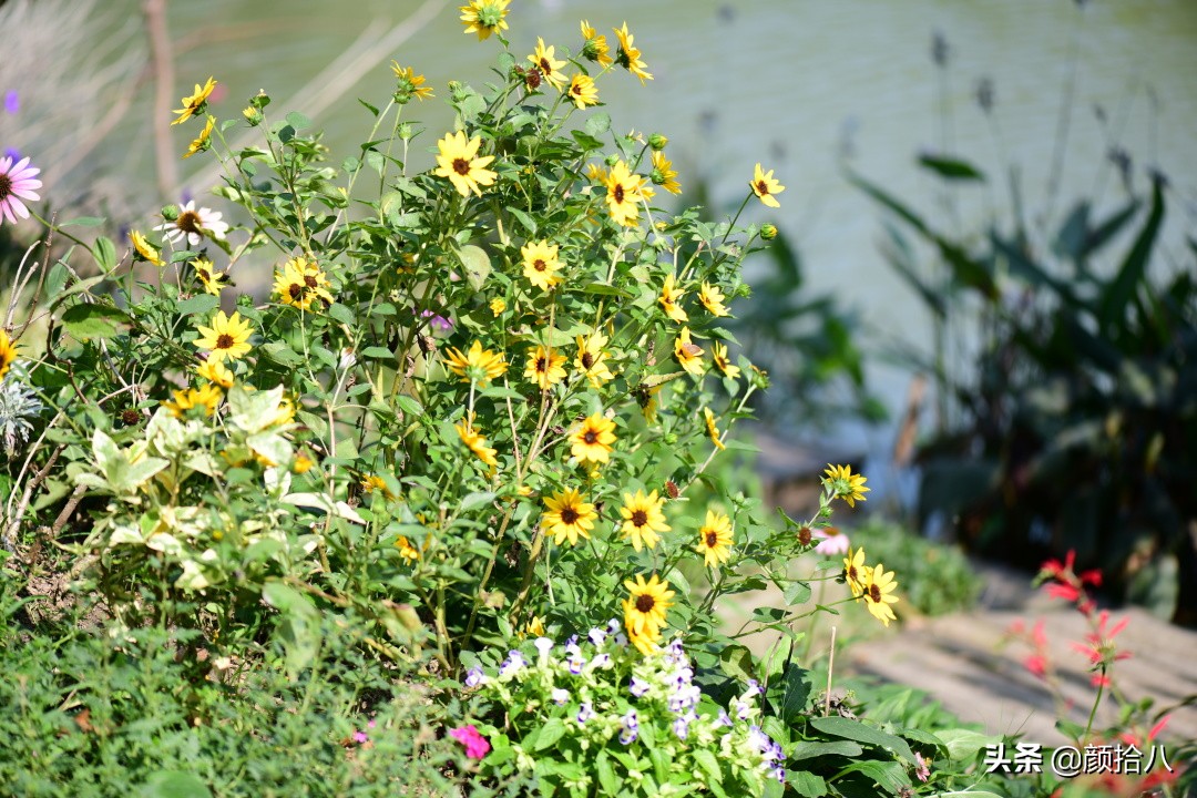 这个夏天我在花园里种向日葵|园丁