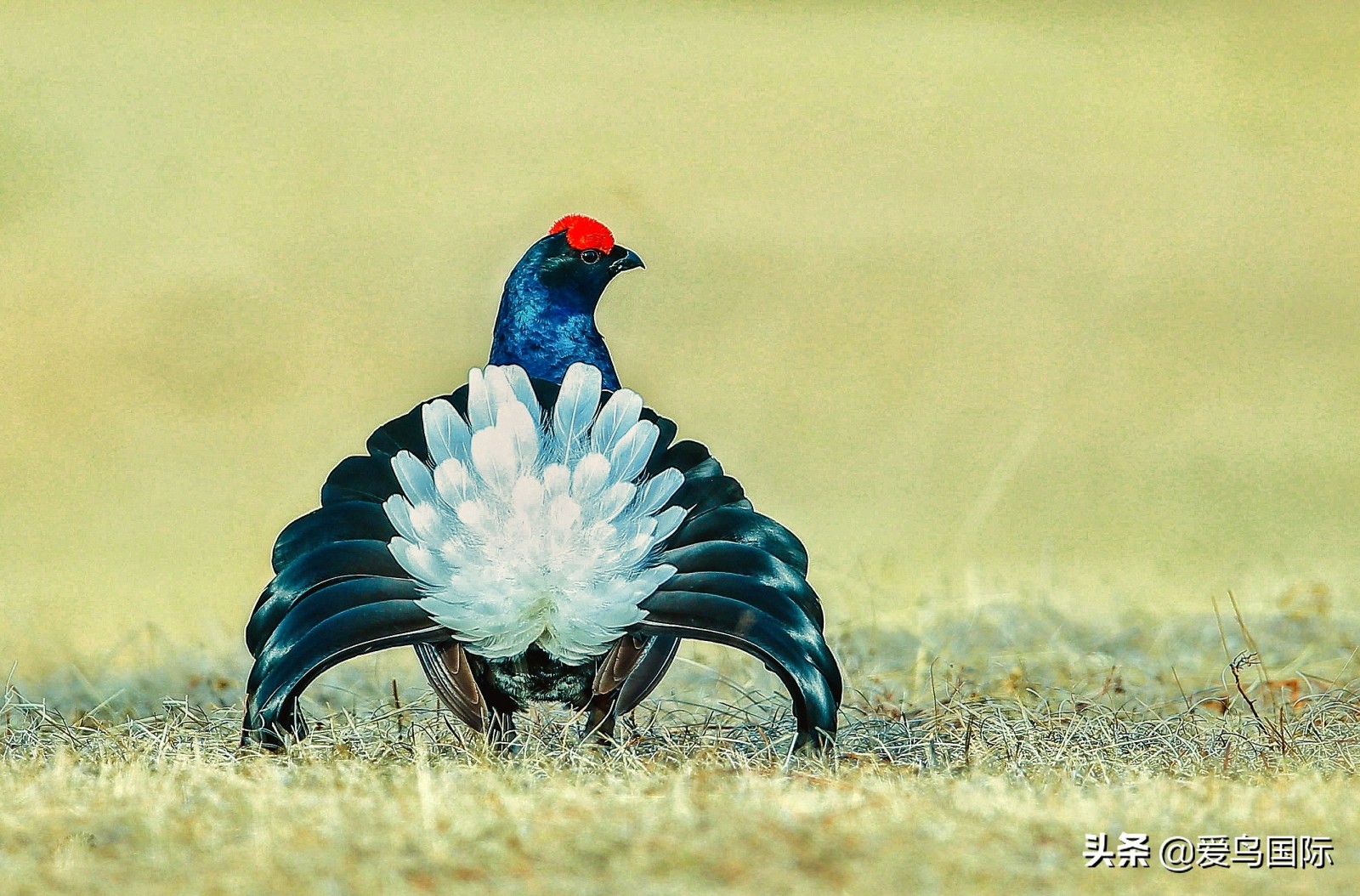 躁动的繁殖季节2021观鸟大年五月精华作品集