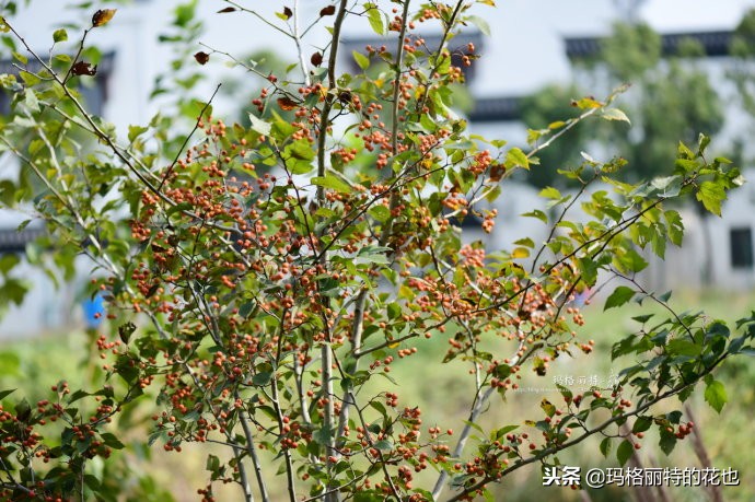 整个冬天都挂着的小红果，迷你山楂“冬果王”｜植物笔记