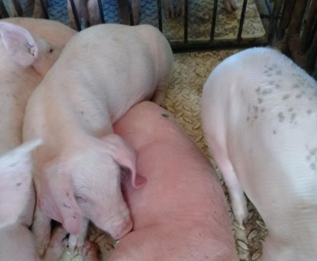 最近小猪不吃食怎么办,小猪不爱吃食怎么办