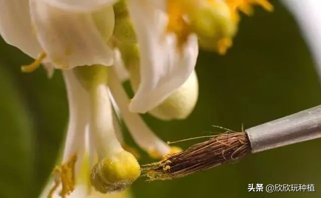 种瓜蒌是骗局吗,种瓜蒌好种吗