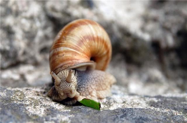 蜗牛碰到盐就会化水视频,为什么蜗牛碰到盐就会化成水