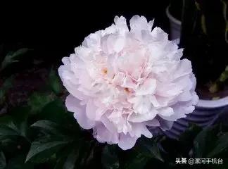 醉美沙堤,3月漯河美景