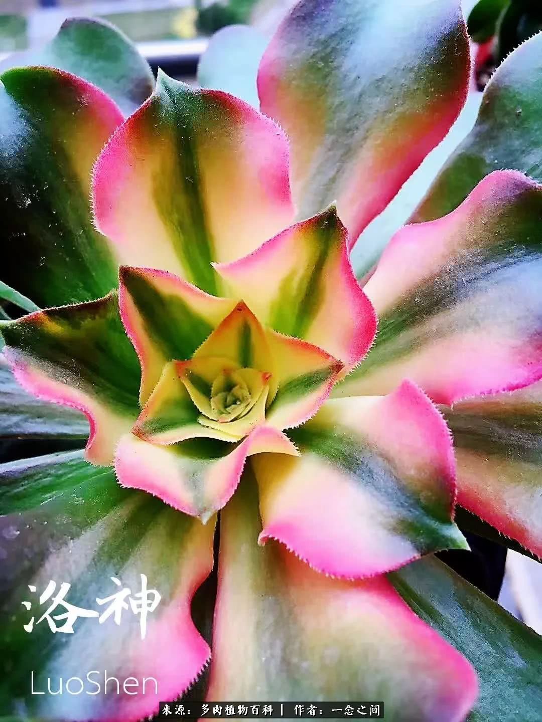 多肉牛群里的“七福神”（下）：男神篇！