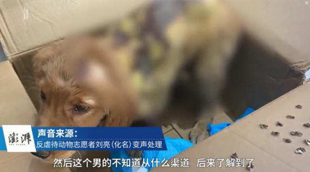 金毛被虐浑身烫伤疑遭性侵，志愿者上门与男子理论却被打