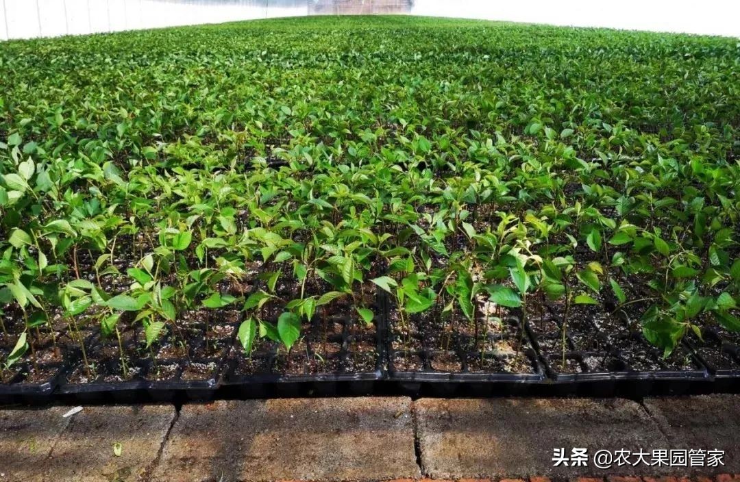 种植新品种果树苗一手货源,各种新品种果树苗木一手货源