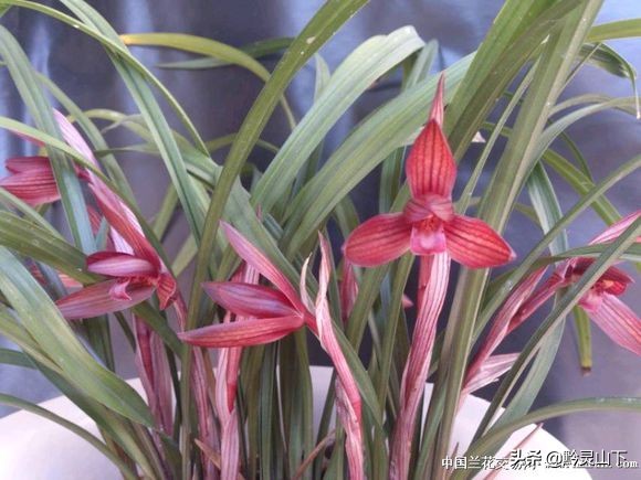 贵州秋芝兰花品种,贵州珍珠矮兰花属于什么品种