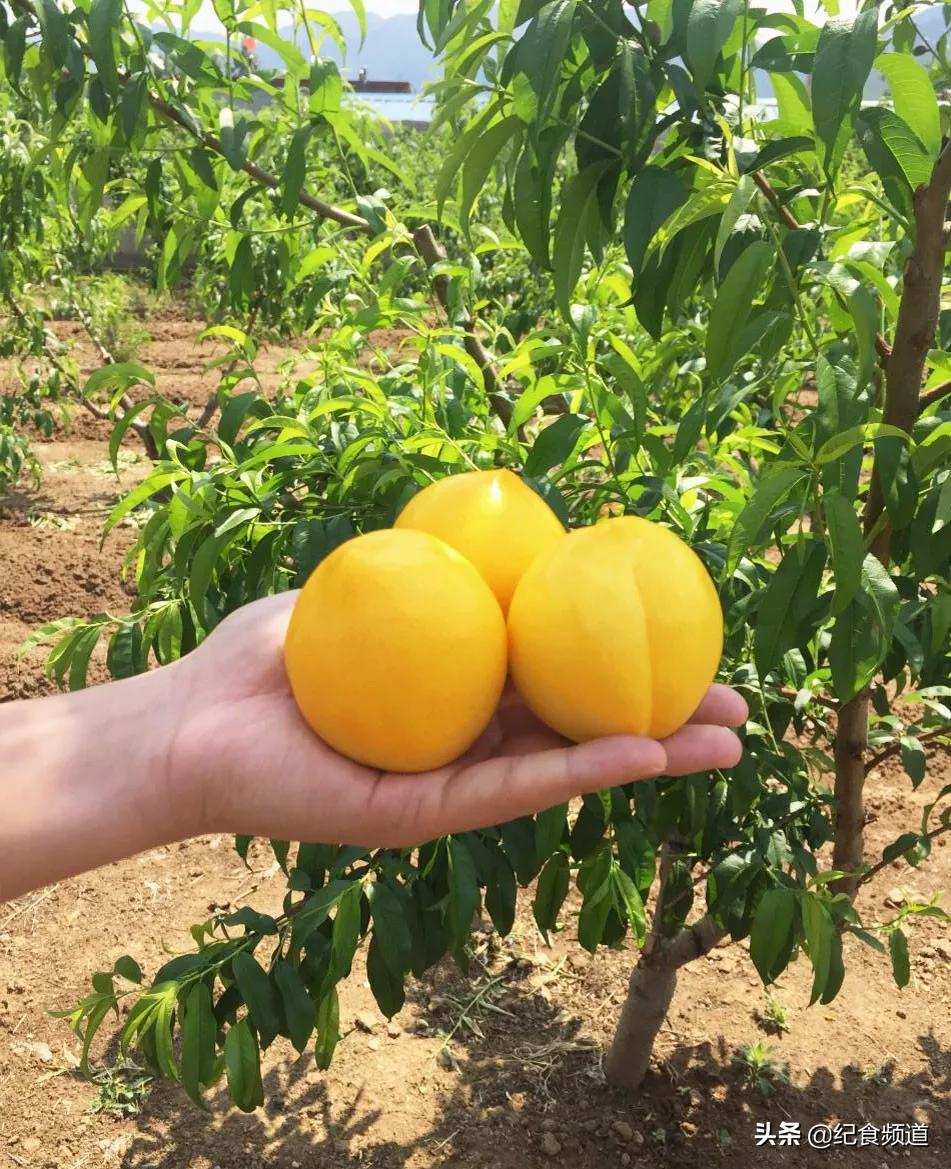 犹如个大饱满的“黄水晶”,这个桃,咬一口,甜过初恋