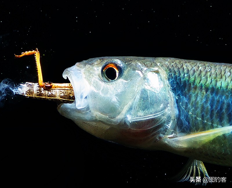 “口眼耳鼻鳃”|鱼类索饵捕食不止靠五官,还掌握生物脉冲技术