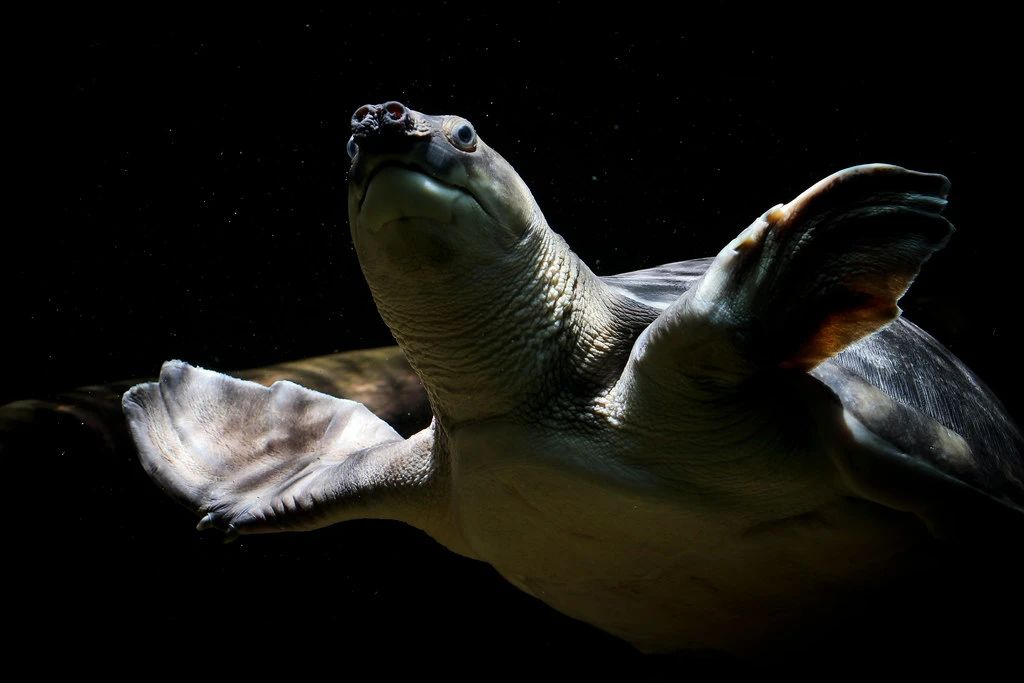 淡水猪鼻龟,淡水猪鼻龟吃啥