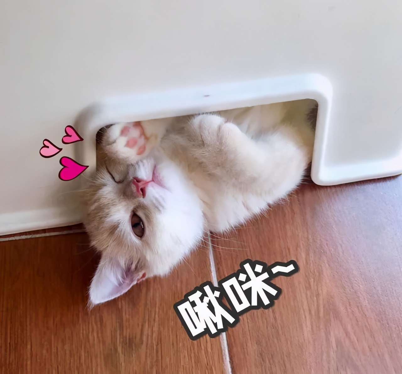 猫咪对付懒猫最好的方法,猫咪犯错告诫自己不生气