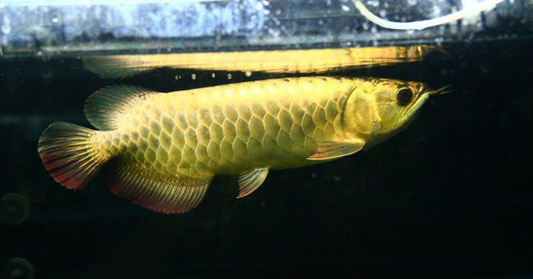 龙鱼幼鱼期怎么分辨金龙还是红龙,20公分龙鱼怎么区分金龙红龙