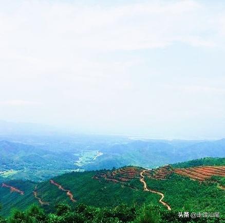 海丰公平西坑绿茶,海丰西坑茶叶