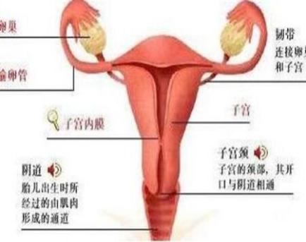 产后肚子还是圆鼓鼓的,产后小肚子鼓鼓的怎么回事