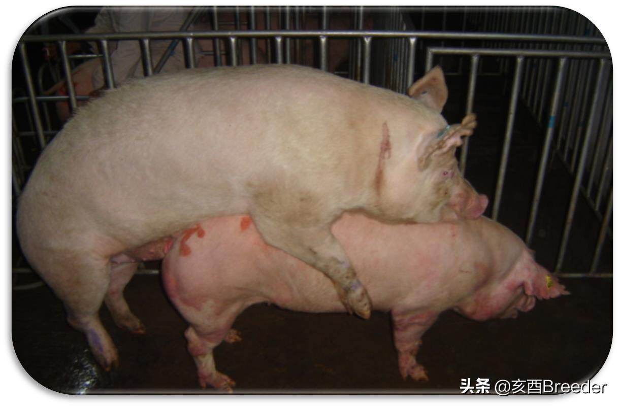 母猪发情鉴定及最佳配种时间判断，养母猪必会发情鉴定和适时配种