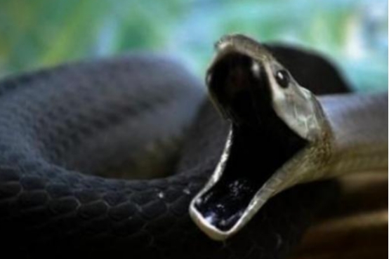 黑曼巴蛇毒蛇排行榜,毒性最大的黑曼巴蛇