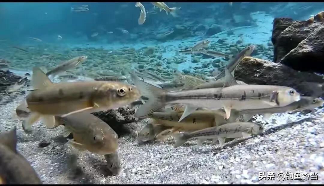 青海湖湟鱼已经进入洄游季,青海湟鱼资源