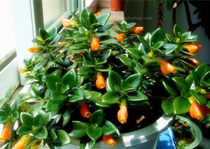 室内四季好养的双色金鱼吊兰,金鱼吊兰哪种好看