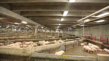 为什么中国每年从美国大量进口肉,为什么中国进口俄罗斯大增