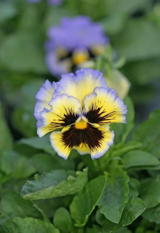 盆栽植物细长徒长怎么办,植物侧枝要不要修剪