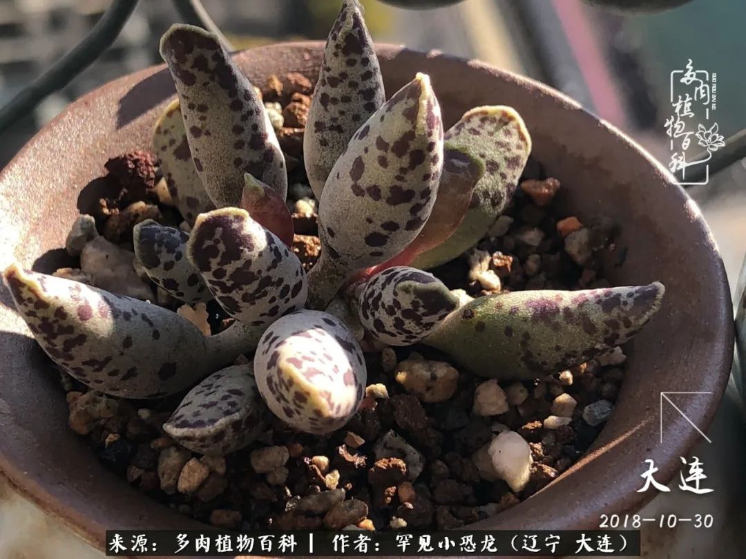 颗粒土除了种多肉还可以种什么,想养动物该怎么养