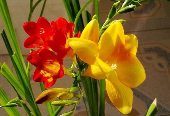 香雪兰开花倒伏可以重新移栽吗,香雪兰倒伏修剪后会影响开花吗