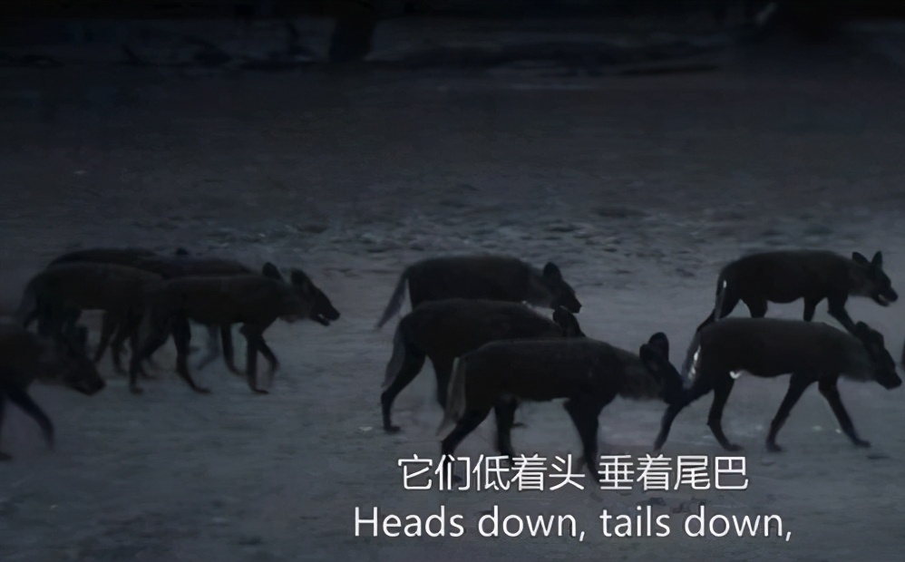 顶级捕猎者狩猎场面,狼群捕猎瞬间