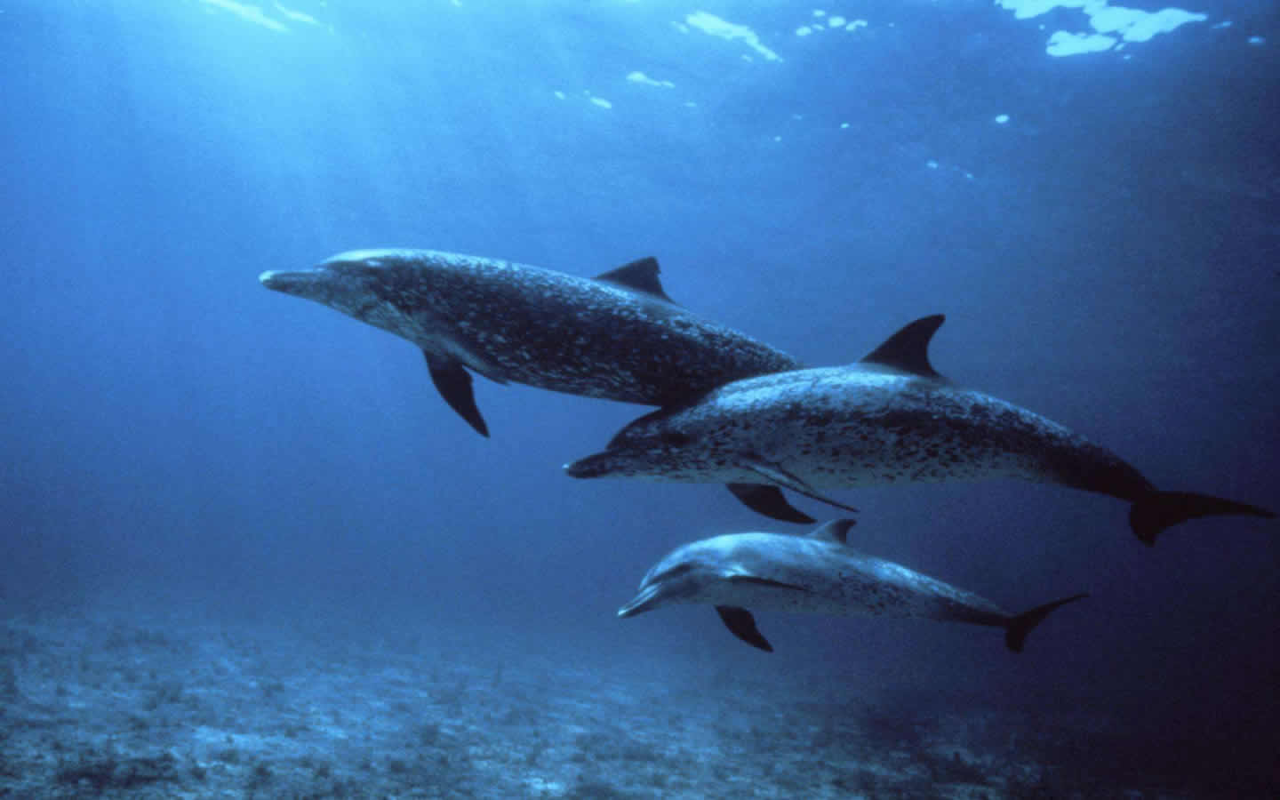 海豚亲吻孕妇,海豚亲孕妇的肚子好不好