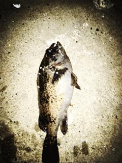 钓鱼大连海钓,大连钓鱼海钓季节