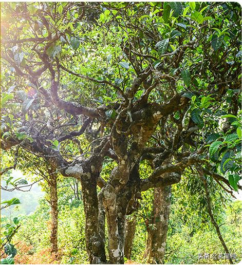 南糯山古树茶叶子特征是什么,勐库大雪山古树普洱茶特点和口感