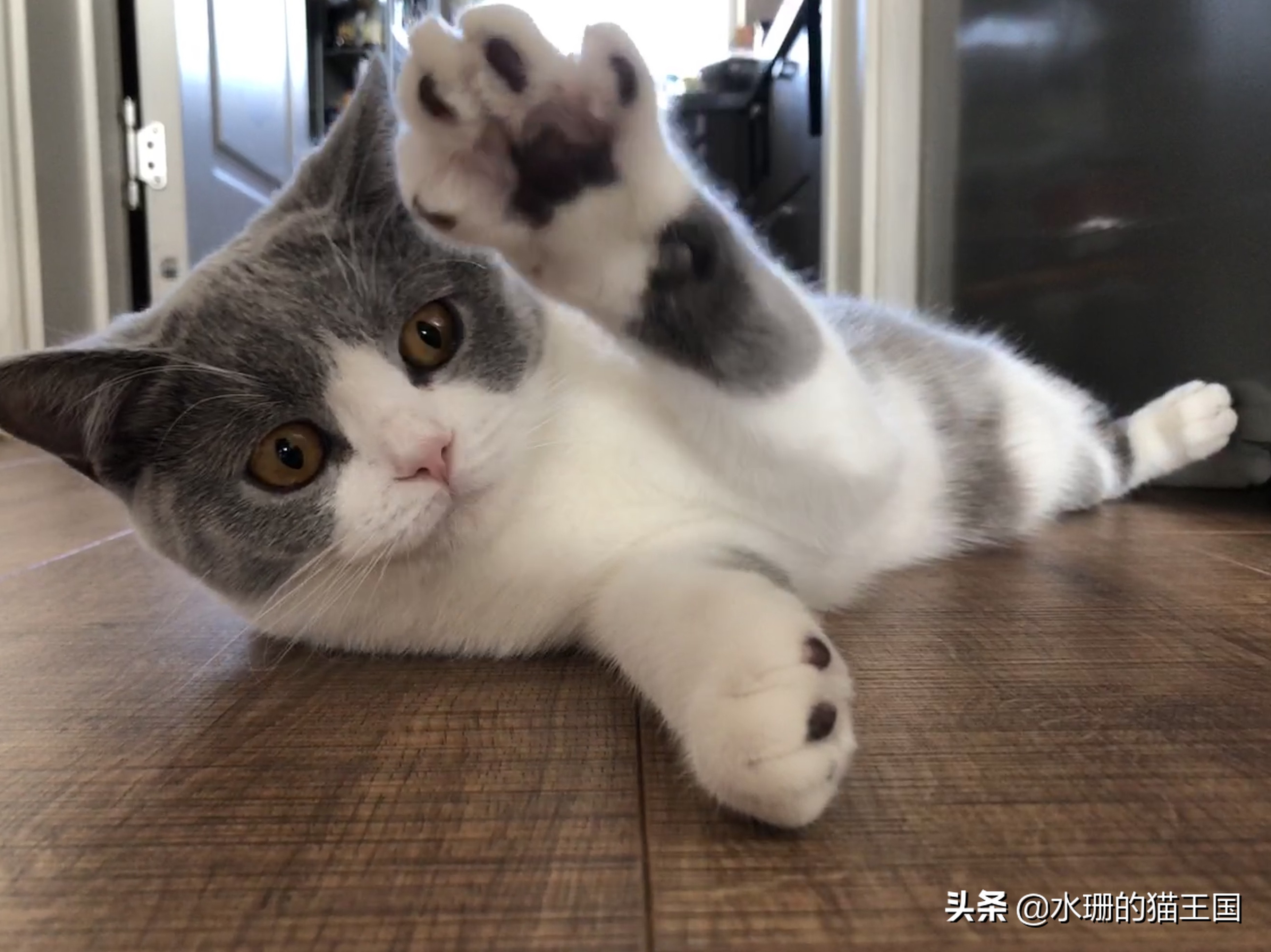 吸引猫咪过来的叫声,猫咪发出凄惨的叫声