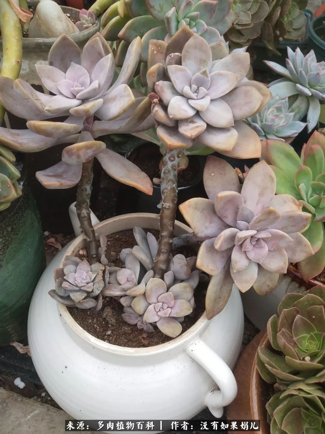 明人不说暗话，我为多肉而来！