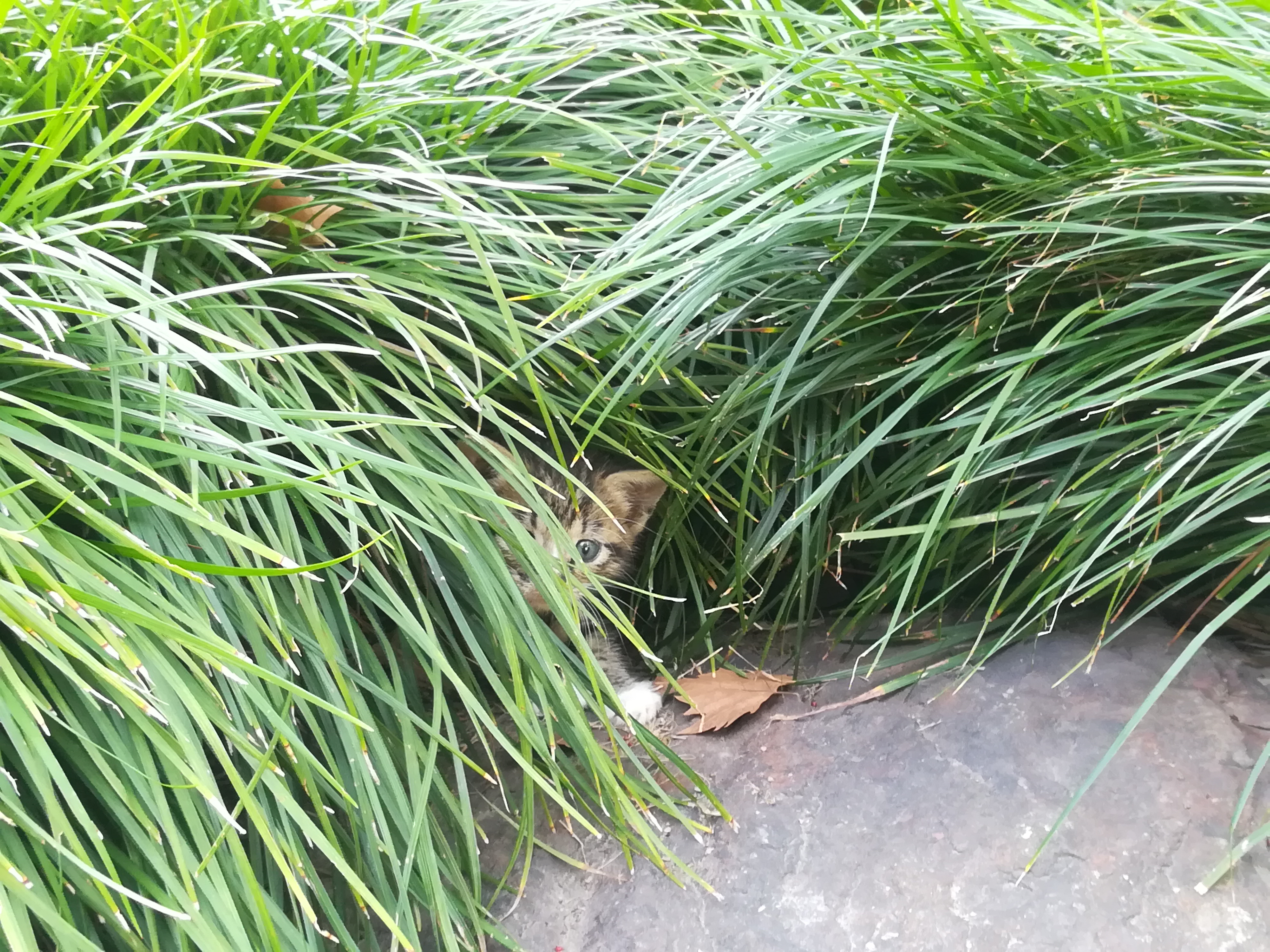 上海长风公园钓鱼,上海长风公园改造计划