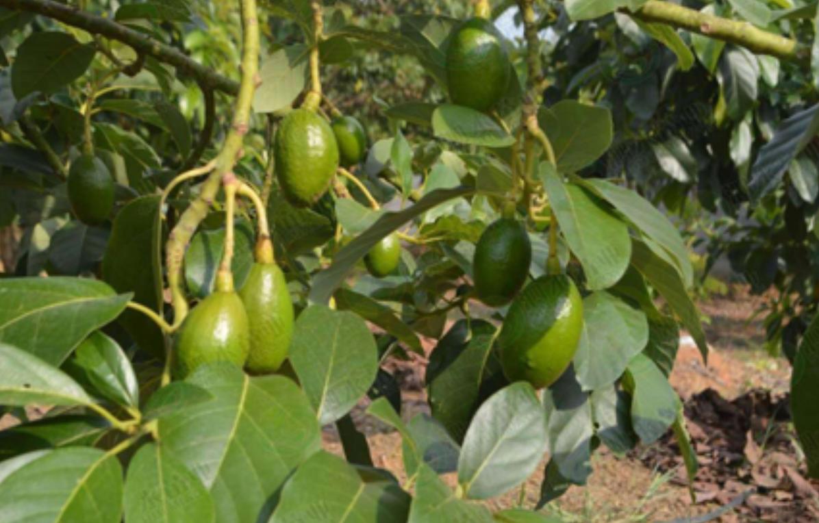 牛油果被炒作起来,为什么说牛油果就是一个健康骗局