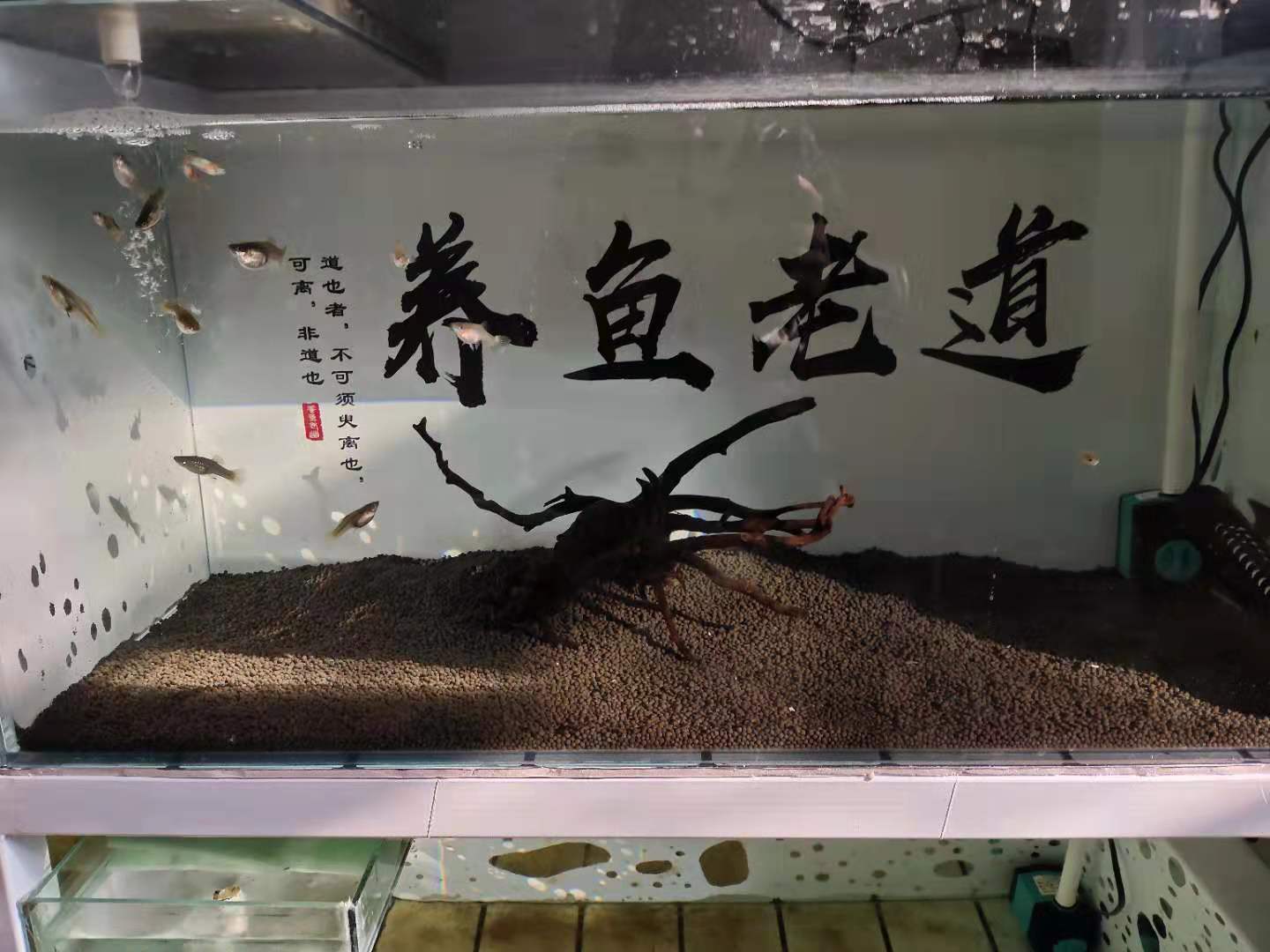 鱼缸温度达到多少度能去除绿水,鱼缸去除绿水最简单的办法